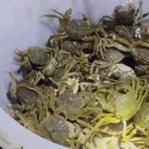 蟹塘直发，一箱也算批发价来吧囤货今年价格下半场行情好