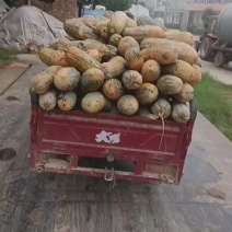 养殖南瓜经济实惠，不贵，价格一毛多