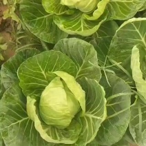 山东金乡本地甘蓝，手感萱，色泽绿，无虫眼！要的老板联系，