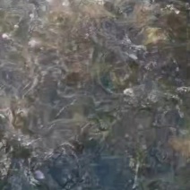 小鲤鱼苗