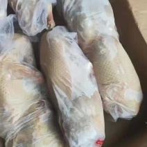 白条鸭1200～1250