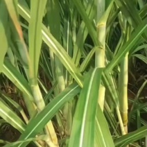 脱毒甘蔗一代种茎苗