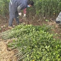 木槿树苗可食用庭院篱笆植物耐寒重瓣单瓣平条南北方种植拆迁