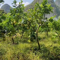 广东香水柠檬