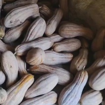 金韩密本南瓜