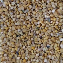 山东郓城国产碎豆瓣，黄大豆粮油原料，适用于养殖上地使用