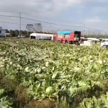 优质夏阳白菜量大从优价格美丽诚信合作欢迎来电