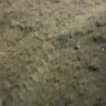 一年一季新稻谷