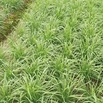 韭菜