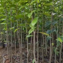 黄泥杯沉香底苗