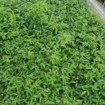 高产小叶牛大力种苗