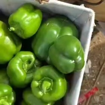 精品青椒圆椒