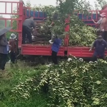 3公分柿子树装车