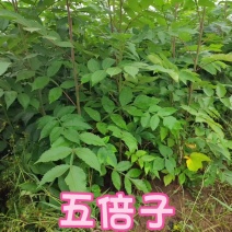 五倍子(盐肤树)地径约一公分