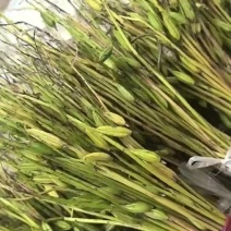 毛慈菇果夹