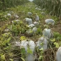水桶冬瓜