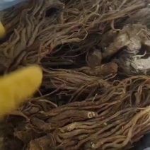 甘肃岷县川当归大小统装货