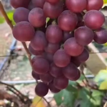错季红提