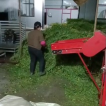 大别山周边高含量野菊花新货