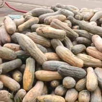 养殖南瓜工厂瓜价格不贵