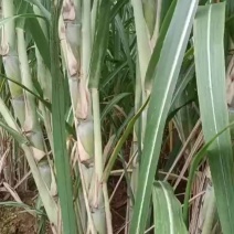 各个品种种茎己经上市