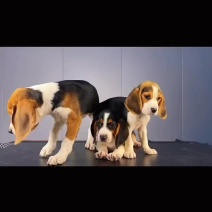 比格犬，