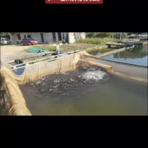 禾花鱼
