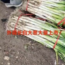 长白大葱