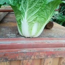 甘肃定西临洮精品大白菜口感好大量上市