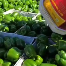 精品青椒大量上市