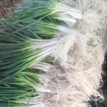 湖北宜昌小香葱，产地直发，品质保证，欢迎各地老板来电洽谈