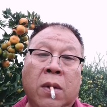 湖北宜昌高山国庆1号早熟蜜橘现己大量上市，货源充足。