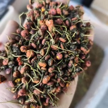 精品昆仑雪菊今年新货