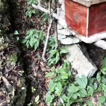 高山***土蜂蜜