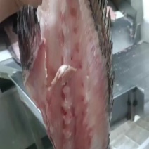 灰鳘鱼骨