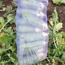 红皮绿皮萝卜