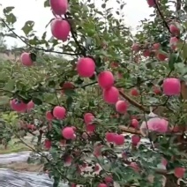 甘肃红富士苹果