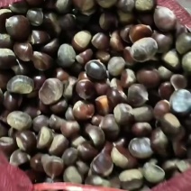 小野栗