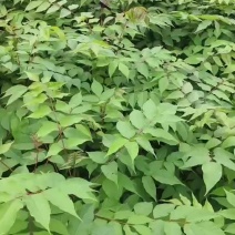 基地直销大木漆小木漆土漆树农村漆棺材这种量大价优