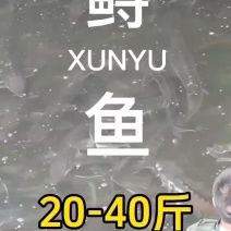 湖北宜昌鲟鱼