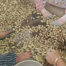 江苏鲜花生大量有货价格不高保质保量需要的老板联系