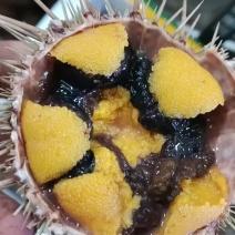 精品黄金胆