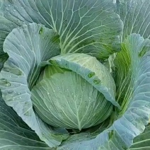 四川本地松包莲花白:薄皮脆嫩多汁甜。