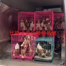 比格犬繁殖母犬比格犬实验犬赛级比格