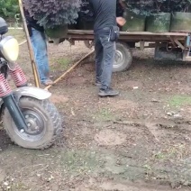 红继木球场地直发50～60～70～80高，高