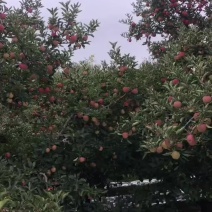 丹香苹果大量上市有要要货的联系***********