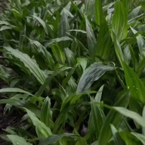 贵州杜鹃一号毛慈菇