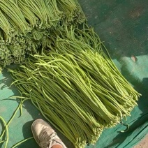 新鲜长豆角秋豆角