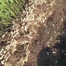 新鲜花生，可大量供货一手货源，地头价格，