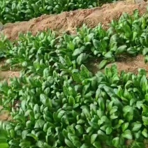 大棚菠菜大量现货
